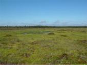 Aukštapelkės ir žemapelkės 17 puslapis