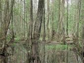 Aukštapelkės ir žemapelkės 9 puslapis