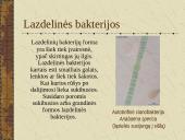 Bakterijų sandara ir dauginimasis 14 puslapis