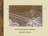 Bakterijų sandara ir dauginimasis 16 puslapis
