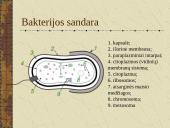 Bakterijų sandara ir dauginimasis 4 puslapis