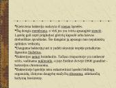 Bakterijų sandara ir dauginimasis 5 puslapis