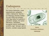Bakterijų sandara ir dauginimasis 8 puslapis