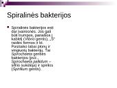 Bakterijų rūšys 6 puslapis