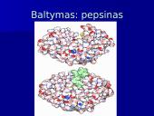 Baltymų ir nukleorūgščių palyginimas 17 puslapis