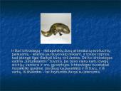 Devono  gyvi  organizmai 19 puslapis