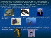 Devono  gyvi  organizmai 6 puslapis