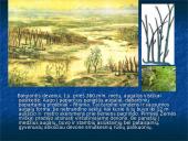 Devono  gyvi  organizmai 10 puslapis