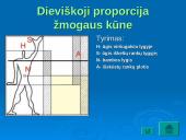 Dieviškoji proporcija. Aukso pjūvis 12 puslapis