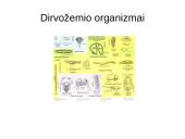 Dirvožemio susidarymas 14 puslapis