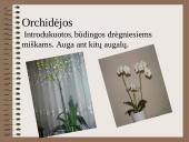 Drėgnieji miškai 2 puslapis