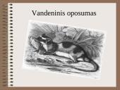 Drėgnieji miškai 11 puslapis