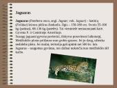 Drėgnieji miškai 17 puslapis