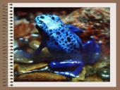 Drėgnieji miškai 18 puslapis