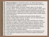 Drėgnieji miškai 19 puslapis