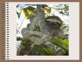 Drėgnieji miškai 20 puslapis