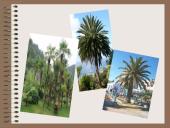 Drėgnieji miškai 3 puslapis