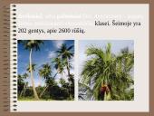 Drėgnieji miškai 4 puslapis