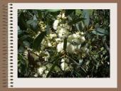 Drėgnieji miškai 5 puslapis