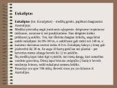 Drėgnieji miškai 6 puslapis