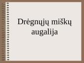 Drėgnieji miškai 8 puslapis