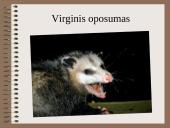 Drėgnieji miškai 10 puslapis