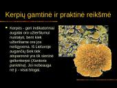 Kerpės skaidrės 11 puslapis