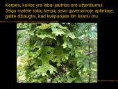 Kerpės skaidrės 12 puslapis