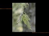 Kerpės skaidrės 13 puslapis