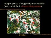 Kerpės skaidrės 14 puslapis