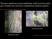 Kerpės skaidrės 15 puslapis