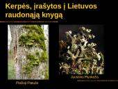 Kerpės skaidrės 17 puslapis