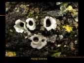 Kerpės skaidrės 18 puslapis