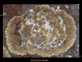 Kerpės skaidrės 19 puslapis