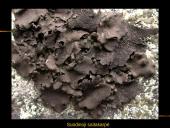 Kerpės skaidrės 20 puslapis