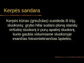 Kerpės skaidrės 3 puslapis