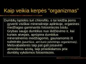 Kerpės skaidrės 4 puslapis