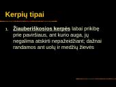 Kerpės skaidrės 5 puslapis