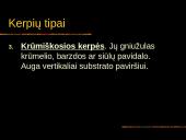 Kerpės skaidrės 8 puslapis