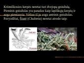 Kerpės skaidrės 9 puslapis