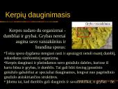 Kerpės skaidrės 10 puslapis