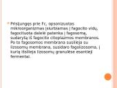 Leukocitų emigracija 19 puslapis