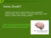 Maisto priedų kategorijos 19 puslapis