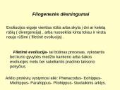 Makroevoliucija 16 puslapis