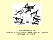 Makroevoliucija 19 puslapis