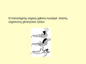 Makroevoliucija 8 puslapis