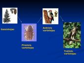 Mitybos ryšiai ekosistemoje 3 puslapis