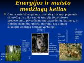 Mitybos ryšiai ekosistemoje 6 puslapis