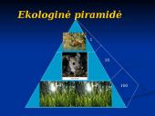 Mitybos ryšiai ekosistemoje 7 puslapis