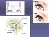Morfologiniai ir biogeografiniai evoliucijos įrodymai 12 puslapis